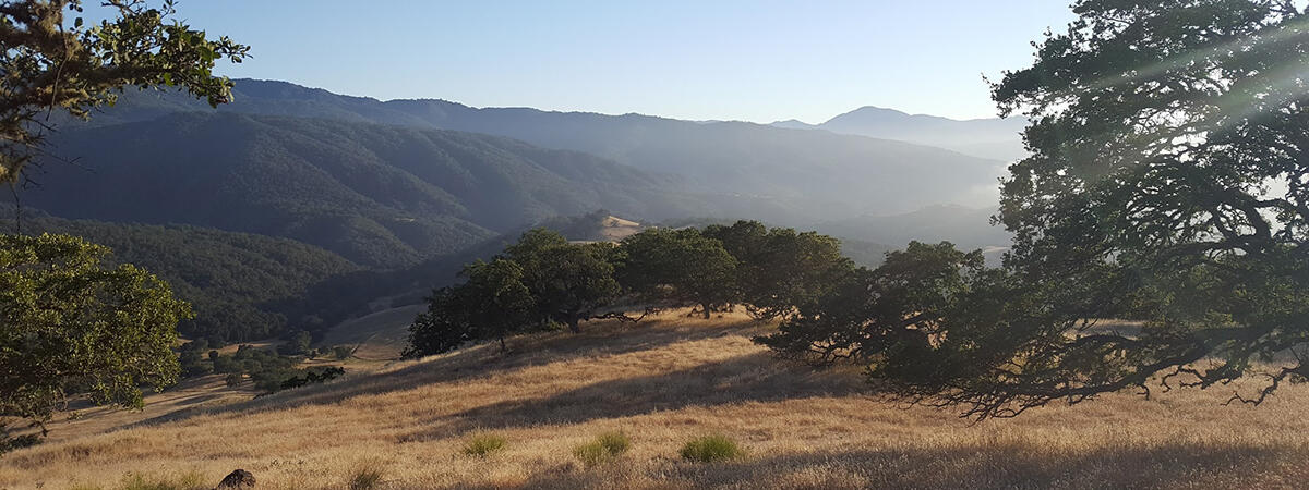 Sun setting over hills of golden grass and oak woodland.